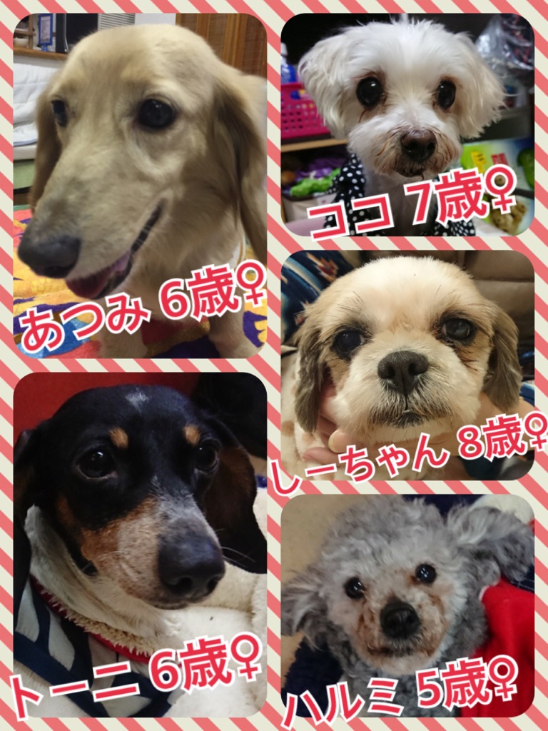 今日の天神橋カフェ☕ワンコキャス🐶2018,2,25